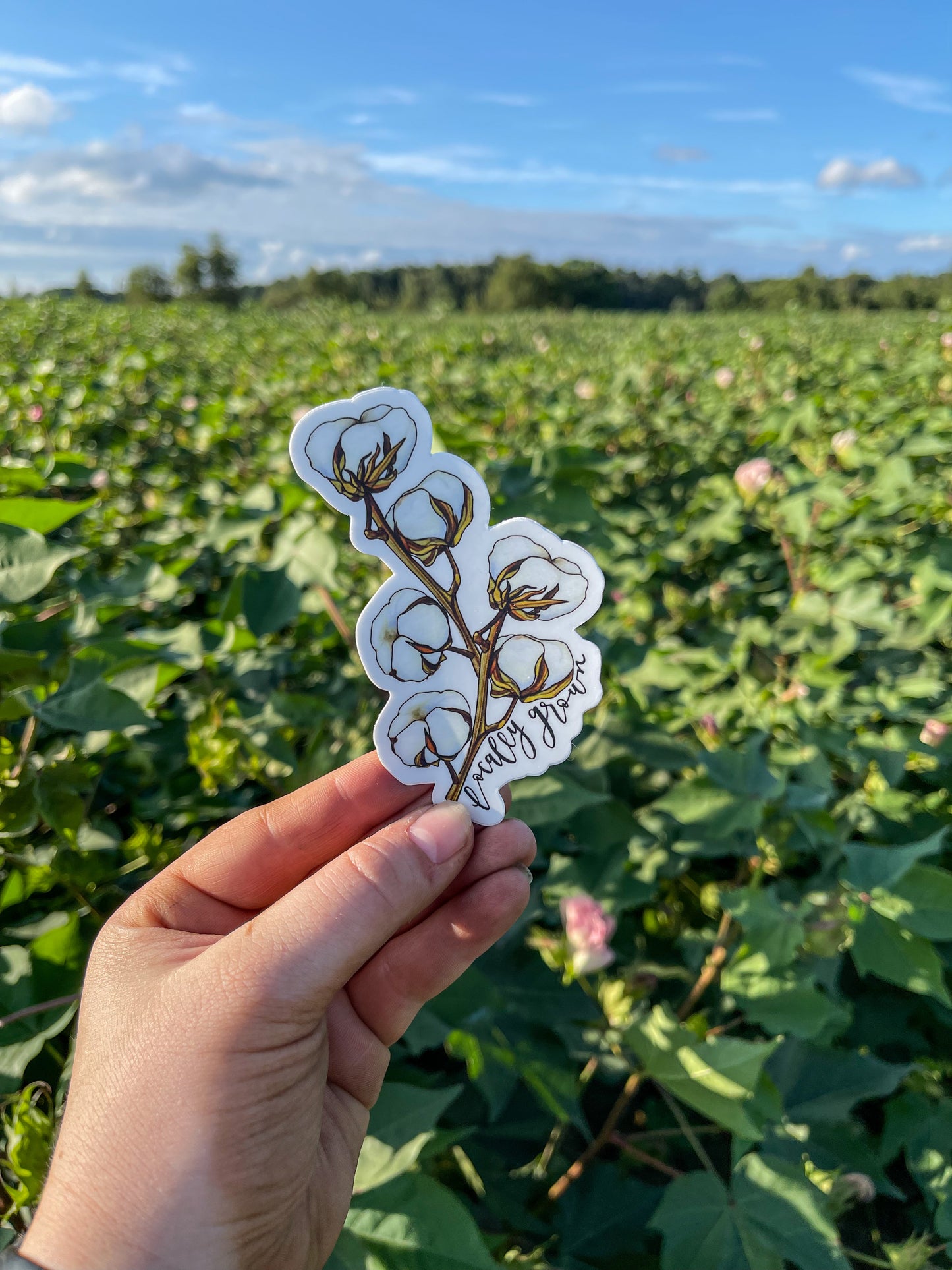 Locally Grown Cotton Plant