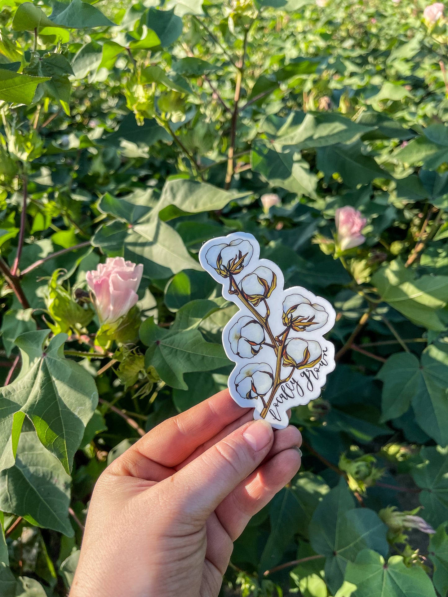 Locally Grown Cotton Plant