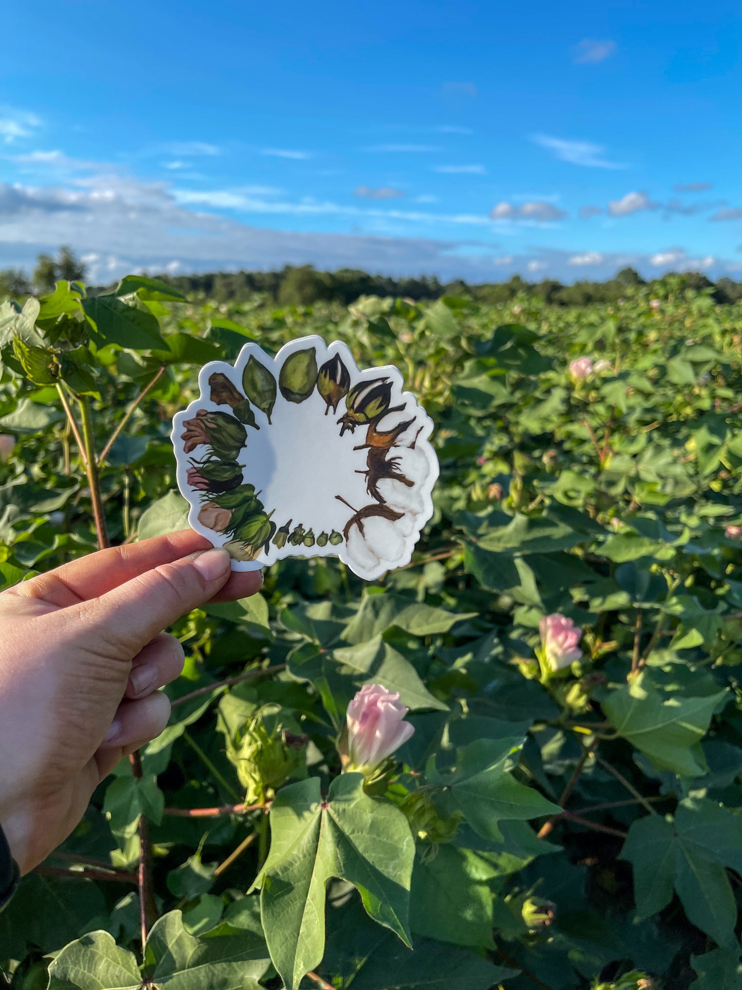 Cotton Life Cycle